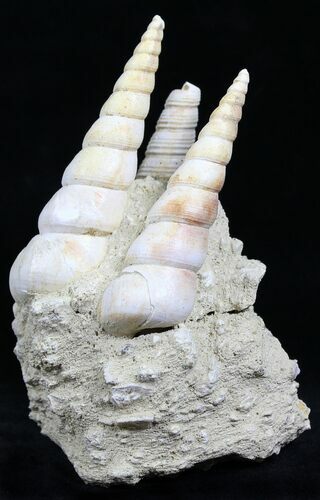 Fossil Gastropod (Haustator) Cluster - Damery, France #22209